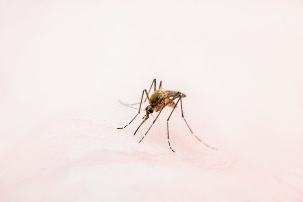 脑炎，黄热病，疟疾或寨卡病毒感染的库蚊寄生虫昆虫皮肤宏图片下载