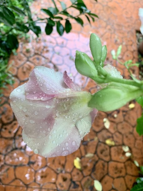 粉红色的阿拉曼达花被雨淋湿了图片下载