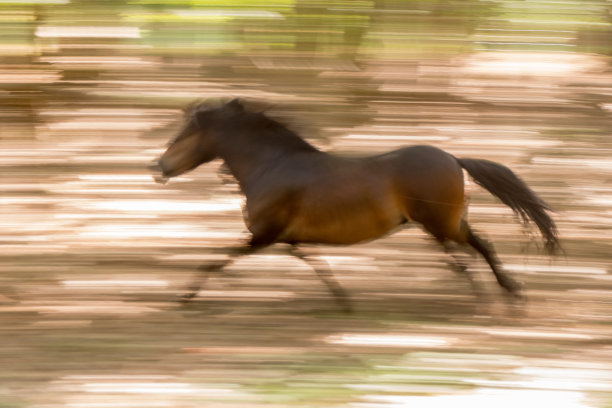 森林里奔跑的马。速度和运动的暗示图片下载