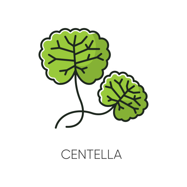 Centella RGB颜色图标。疗愈。草药组件。天然的护肤品。有机治疗。叶子的营养。韩国美容化妆品成分。孤立的矢量图图片下载