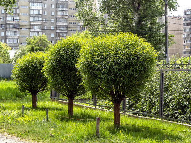 修剪成球形绿树的形状图片下载