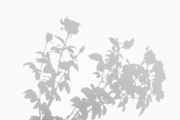 白色背景上玫瑰的花瓣和叶子的影子图片下载