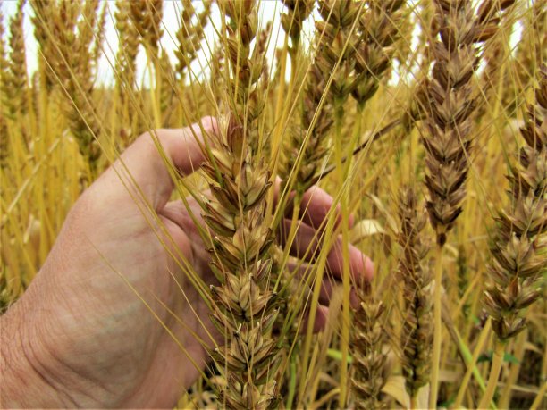 日本。5月底。那人的手拿着一颗成熟的小麦。图片下载