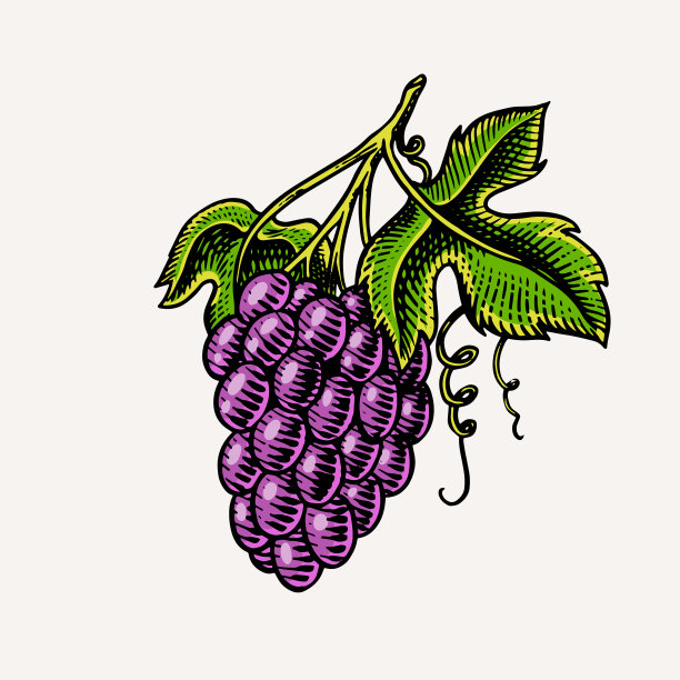 串串葡萄，浆果叶子的餐桌水果图片下载