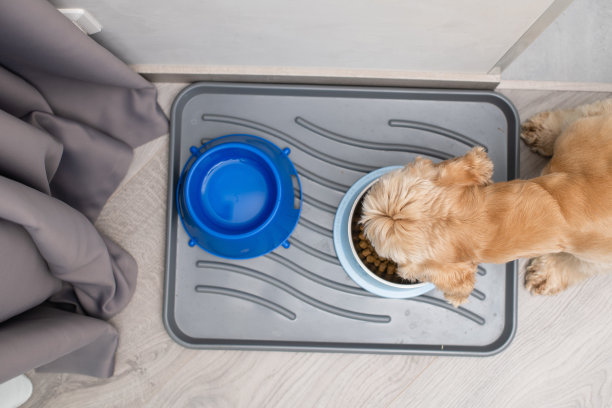 向上看狗吃碗图片下载