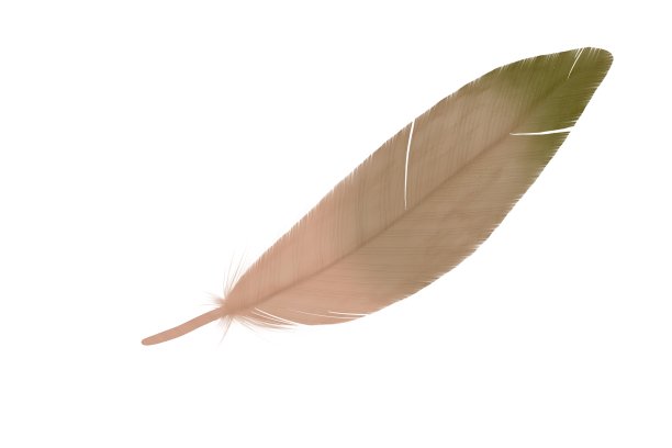 手绘羽毛插图。蓬松的羽毛。婚礼请柬。质朴的羽毛鲜艳的颜色。图片下载