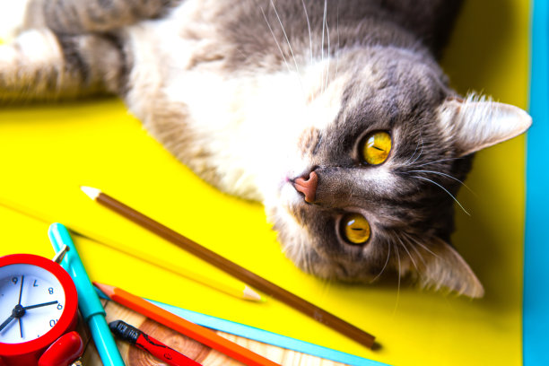 灰猫和学习用品。返校理念图片下载