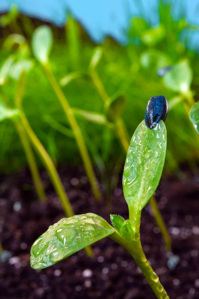 向日葵芽在土壤背景上排成一行播种图片下载