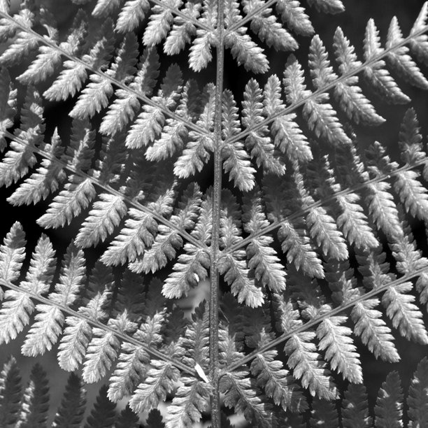 黑色和白色抽象蕨类图案图片下载