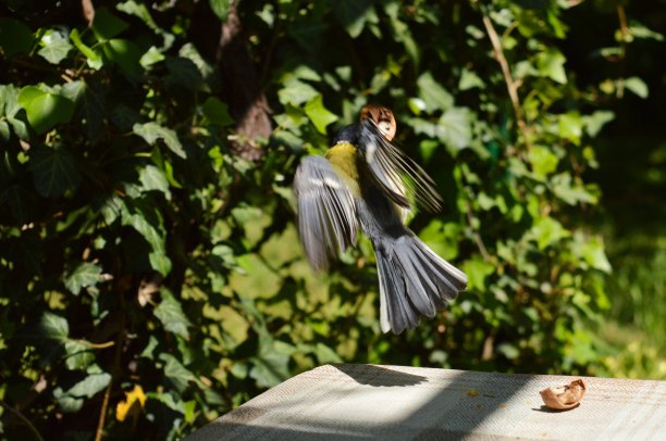 一只小鸟在飞翔图片下载