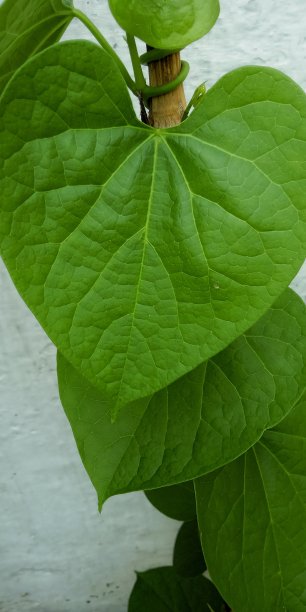 吉洛伊图片下载