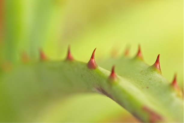 一种芦荟植物的叶子上的锐利的红色穗状花序图片下载