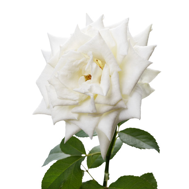 白色玫瑰花，盛开的玫瑰花孤立在白色背景，与修剪路径图片下载