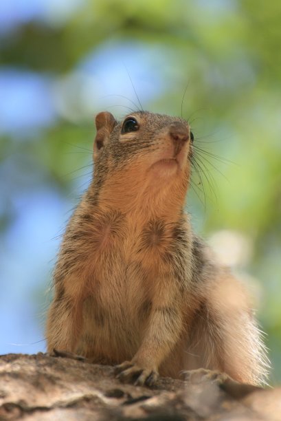 可爱的松鼠图片下载