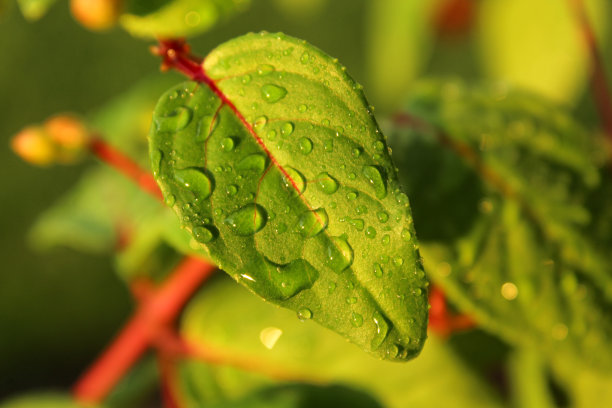 水滴在叶子上图片下载