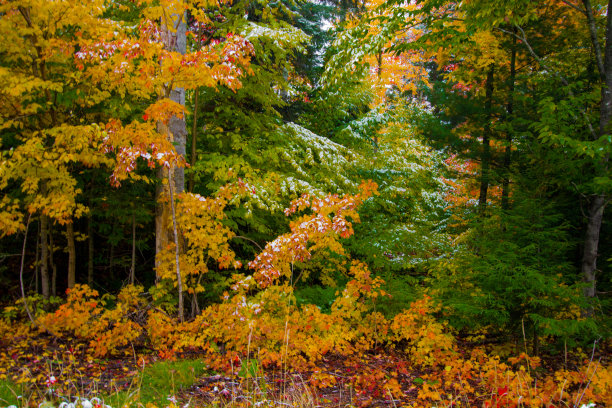 充满活力的秋季森林与新鲜的第一场雪的季节图片下载