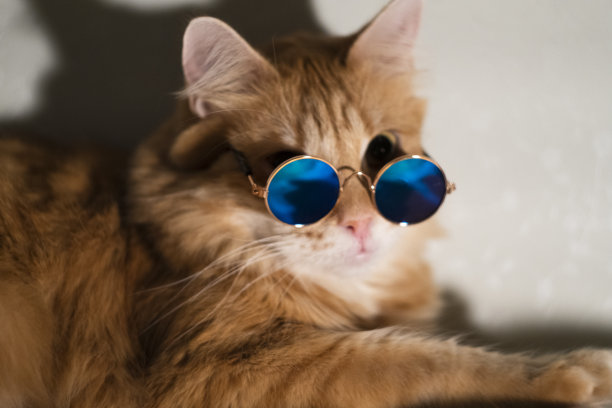 戴着太阳镜的红猫看着镜头图片下载