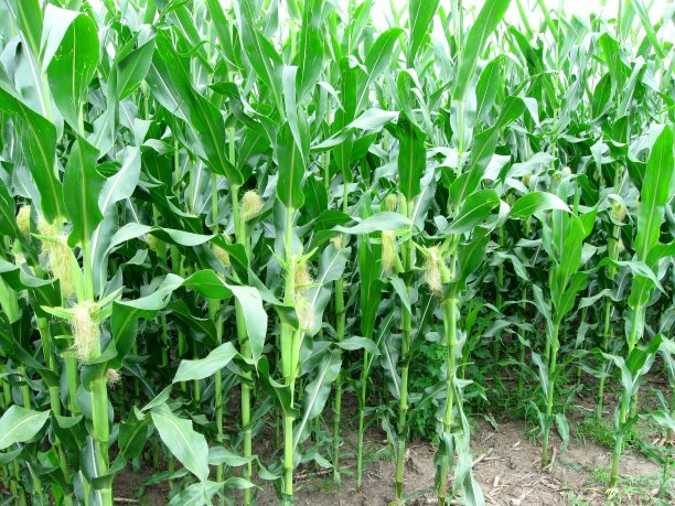 田里的玉米图片下载