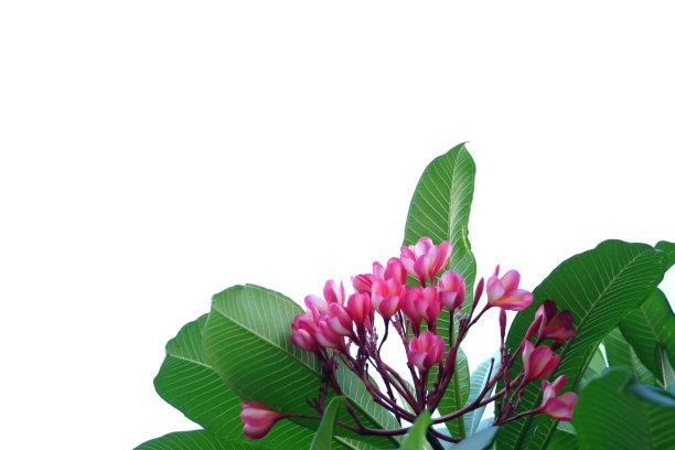 在选择性聚焦下，甜粉鸡蛋花在白色孤立的背景上开有绿叶图片下载