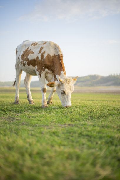 绿色田野上的奶牛图片下载