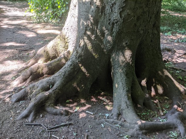 山毛榉树图片下载