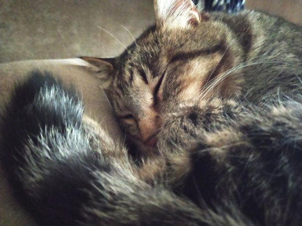 枕头上的猫图片下载