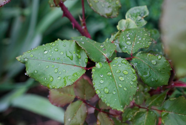 雨后的水滴落在玫瑰的绿叶上。特写镜头图片下载