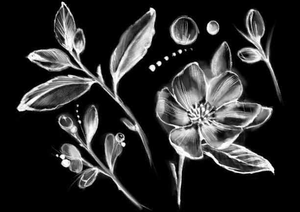 粉笔画风格的白色花园花，在平坦的黑色背景上图片下载