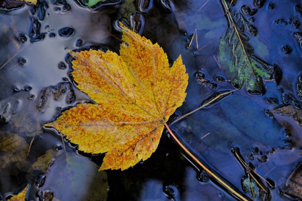 秋天的时间。秋叶在水面上。黄澄澄的秋枫大叶子在水坑里，褐色和绿色的叶子。秋季的概念图片下载