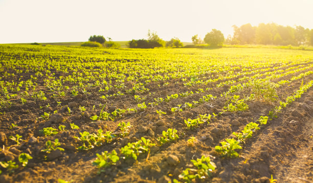 有播种床的无尽的土地。生态友好农业的现代理念。乡村自然的照片。图片下载
