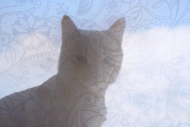 猫和窗帘图片下载
