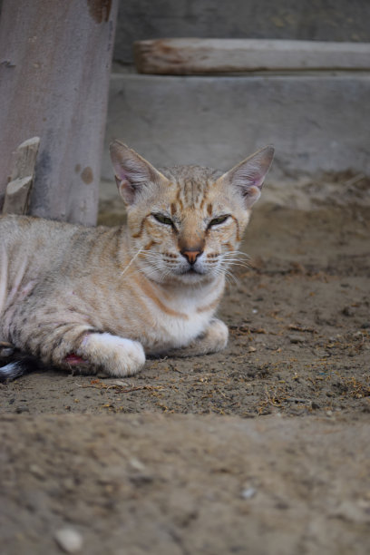 小猫幼大棕色小猫，宠物动物雄性肖像哺乳动物的背景图片近距离拍摄图片下载