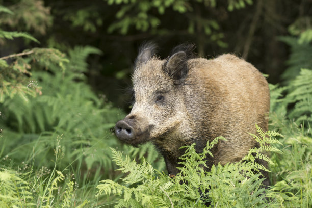 野猪图片下载