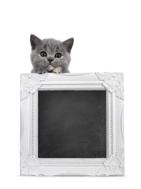 白色背景上的小猫举起黑板框图片下载