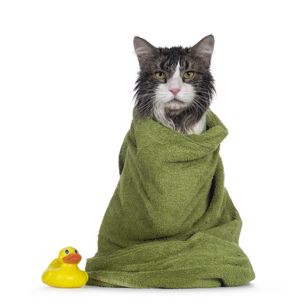 湿的成年挪威森林猫在白色的背景图片下载