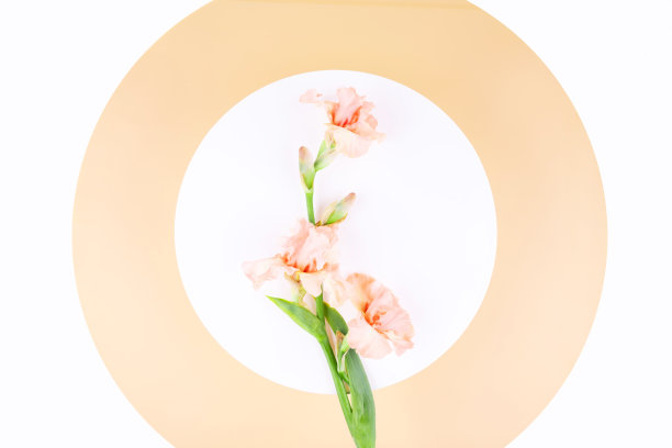 背景上的花。图片下载