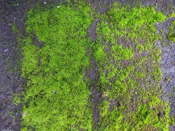 墙上青苔的特写图片下载