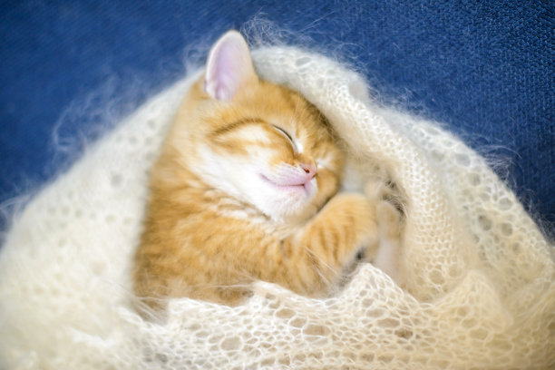 苏格兰直小猫图片下载