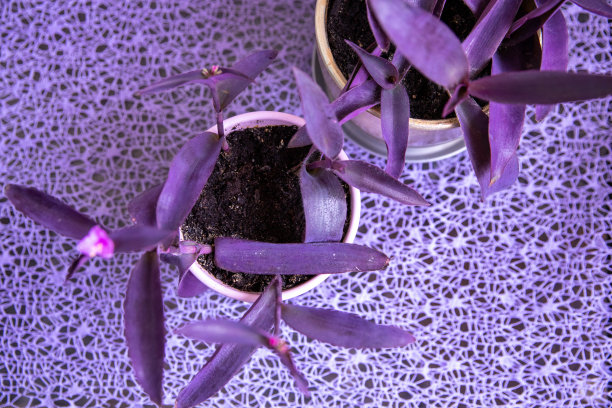 紫色的植物图片下载