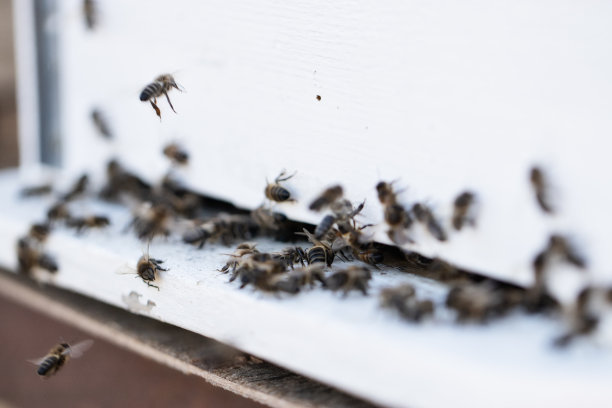 绿色田野里的漂亮的木制蜂箱。工作蜂房与许多蜜蜂飞在蜂蜜农场。靠近蜂箱里的蜜蜂。蜜蜂吃蜂蜜。图片下载