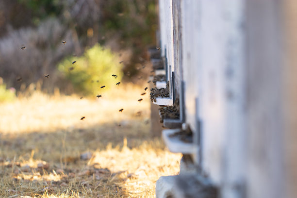 绿色田野里的漂亮的木制蜂箱。工作蜂房与许多蜜蜂飞在蜂蜜农场。靠近蜂箱里的蜜蜂。蜜蜂吃蜂蜜。图片下载