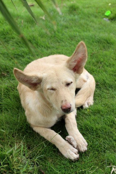 令人心寒的狗图片下载