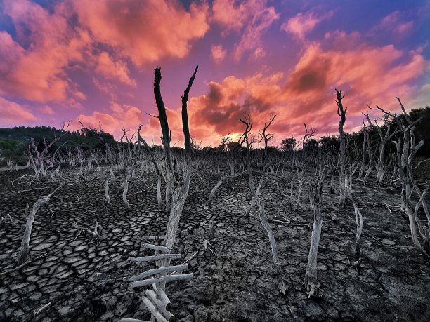 死白千层属植物图片下载