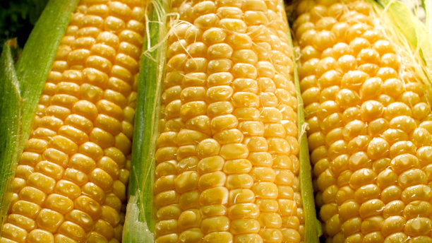 特写：阳光照耀在成熟的金色玉米穗上。健康食品和非转基因产品背景。农业和农耕图片。图片下载