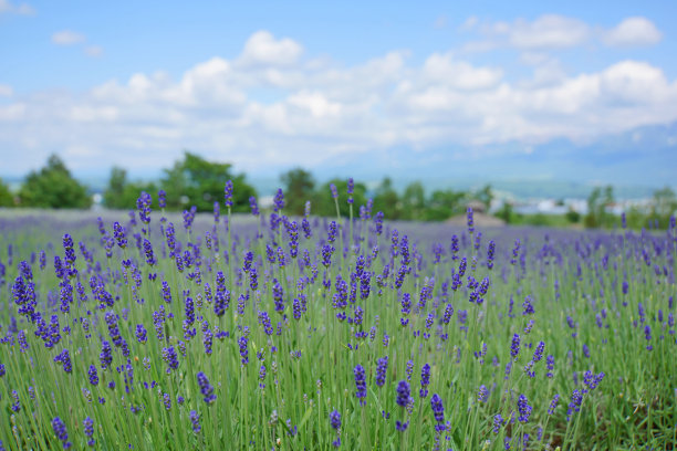 紫色的薰衣草农场图片下载