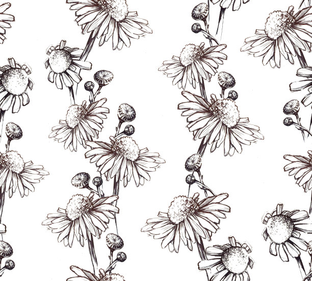 股票插图。无缝图案孤立在白色背景洋甘菊花上。手绘药材洋甘菊复古风格。设计织物，纺织品，墙纸，包装图片下载