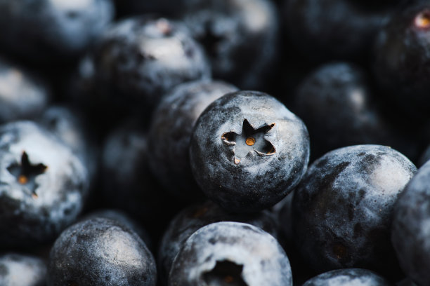 刚收获的蓝莓图片下载