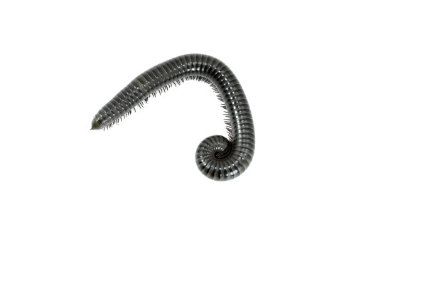 白色的动物千足虫图片下载