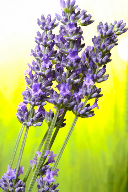 薰衣草图片下载