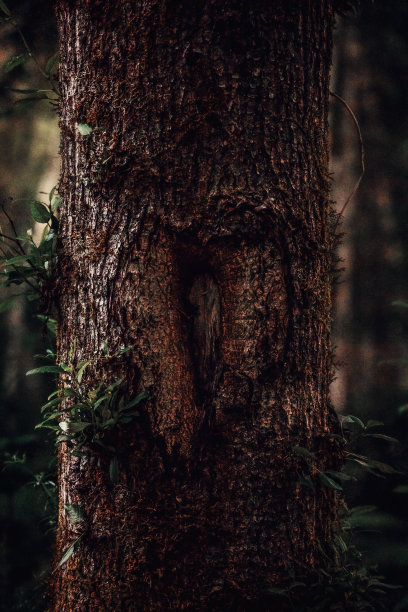 心在树干上图片下载